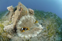 Red Sea Anemonefish Stock Photography Red Sea Anemonefish Stock Photography
