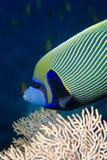 Red Sea Angelfish (Pomacanthus Maculosus) Royalty Free Stock Images Red Sea Angelfish (Pomacanthus Maculosus) Royalty Free Stock Images
