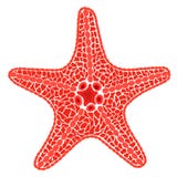 Red sea star fish. Vector Illustration vector illustration Red sea star fish. Vector Illustration vector illustration
