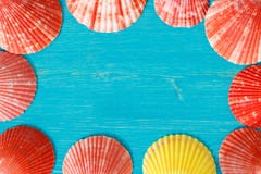 Red seashells on a blue table royalty free stock photography Red seashells on a blue table royalty free stock photography