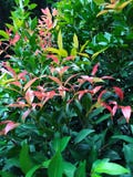 the red shoots plant with green leaves