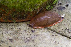 Red Slug Stock Photos Red Slug Stock Photos