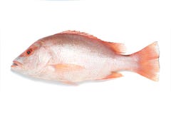 Red snapper fish
