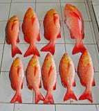 Red Snapper για την πώληση στην αγορά ψαριών στοκ φωτογραφίες Red Snapper για την πώληση στην αγορά ψαριών στοκ φωτογραφίες