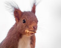 Close up red squirrel with cookie in the mouth stock photography Close up red squirrel with cookie in the mouth stock photography