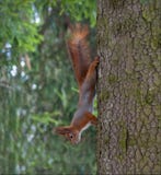 Red Squirrel hangs down of sput trunk royalty free stock images Red Squirrel hangs down of sput trunk royalty free stock images