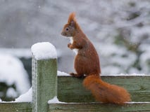 Red Squirrel In Snow Royalty Free Stock Images