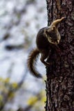American red squirrel Tamiasciurus hudsonicus in a tree, banff royalty free stock photography American red squirrel Tamiasciurus hudsonicus in a tree, banff royalty free stock photography