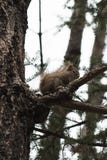 Red squirrel, pine squirrel, Tamiasciurus hudsonicus royalty free stock image Red squirrel, pine squirrel, Tamiasciurus hudsonicus royalty free stock image