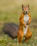 Red squirrel standing on grass Stock Images Red squirrel standing on grass Stock Images