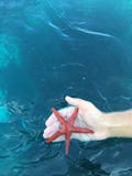 Red starfish in the sea stock images Red starfish in the sea stock images