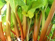 Red stems of rhubarb Rheum rhabarbarum growing in vegetable allotment royalty free stock photography Red stems of rhubarb Rheum rhabarbarum growing in vegetable allotment royalty free stock photography