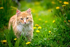 Red stray cat outdoor in nature
