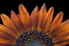 Red Sunflower on Black - Helianthus annuus