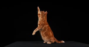 Red tabby domestic cat, adult leaping against black background