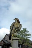 Red Tailed Hawk Royalty Free Stock Image