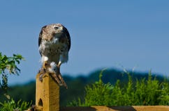 Red-Tailed Hawk With Captured Prey Stock Photos Red-Tailed Hawk With Captured Prey Stock Photos