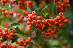 Red Tiny Fruits Lost in Focus Stock Image Red Tiny Fruits Lost in Focus Stock Image