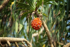 Red Tropical Fruit Hanging On The Branch Royalty Free Stock Image