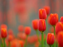 Red Tulip Stock Images Red Tulip Stock Images