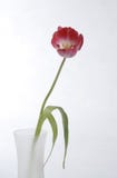 Red Tulip Royalty Free Stock Photography