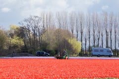Red tulip fields against a background of tall trees and people visiting them in the Dutch springtime stock images Red tulip fields against a background of tall trees and people visiting them in the Dutch springtime stock images