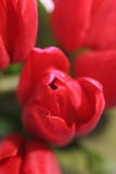 Red Tulips Stock Photo Red Tulips Stock Photo