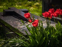 Red Tulips And Tomb Royalty Free Stock Photo Red Tulips And Tomb Royalty Free Stock Photo