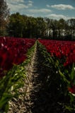 Red tulips. This field is filled with dutch red tulips Stock Photo Red tulips. This field is filled with dutch red tulips Stock Photo