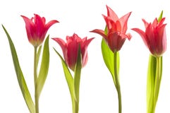 Red Tulips On White Isolated Background Stock Photo