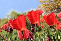Red tulips at the spring beauty festival royalty free stock photos Red tulips at the spring beauty festival royalty free stock photos