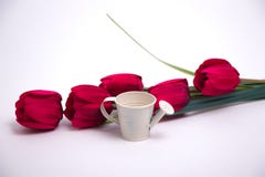 Red tulips and a white watering can stock images Red tulips and a white watering can stock images