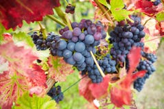 Red vine grapes in vineyard stock image Red vine grapes in vineyard stock image
