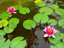 Red Water Lily Lotus Flower And Green Leaves Stock Photo
