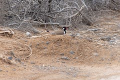 Red Wattled Lapwing Vanellus indicus nest of four eggs in the United Arab Emirates stock images Red Wattled Lapwing Vanellus indicus nest of four eggs in the United Arab Emirates stock images