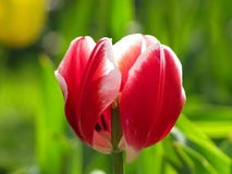 Red and White Tulip with Center Partially Exposed stock photo Red and White Tulip with Center Partially Exposed stock photo