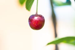 Red wild cherry stock images Red wild cherry stock images