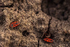 Red-winged wingless - ένα συνηθισμένο επίγειο ζωύφιο της οικογένειας των κόκκινος-νυχιών, που μετρά 9-11 χιλ. διανυσματική απεικόνιση Red-winged wingless - ένα συνηθισμένο επίγειο ζωύφιο της οικογένειας των κόκκινος-νυχιών, που μετρά 9-11 χιλ. διανυσματική απεικόνιση