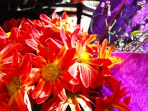 Red Yellow Autumn Flowers with a lila background royalty free stock images Red Yellow Autumn Flowers with a lila background royalty free stock images