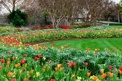 Red, Yellow and orange tulips and daffodils in manicured garden Royalty Free Stock Image Red, Yellow and orange tulips and daffodils in manicured garden Royalty Free Stock Image