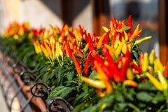 Red and yellow ornamental peppers grow in the sun in Venice, Italy stock photography Red and yellow ornamental peppers grow in the sun in Venice, Italy stock photography