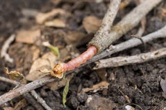 Red Zeuzera coffeae or moths stem borer destroy tree, it is dangerous insect pests with plant disease of vegetables and stock photos Red Zeuzera coffeae or moths stem borer destroy tree, it is dangerous insect pests with plant disease of vegetables and stock photos