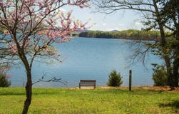 Redbud Tree, Bench And Lake Stock Image Redbud Tree, Bench And Lake Stock Image
