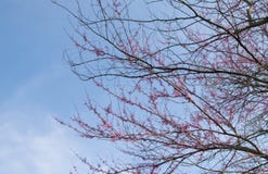 Redbud tree in bloom stock images Redbud tree in bloom stock images