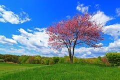 Redbud Tree Blue White Cloudy Sky Royalty Free Stock Photography Redbud Tree Blue White Cloudy Sky Royalty Free Stock Photography