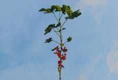 Redcurranten eller Ribesrubrumen f?r r?d vinb?r ?r en medlem av sl?ktet Ribes i krusb?rfamiljen Redcurrantfilial mot royaltyfri fotografi Redcurranten eller Ribesrubrumen f?r r?d vinb?r ?r en medlem av sl?ktet Ribes i krusb?rfamiljen Redcurrantfilial mot royaltyfri fotografi