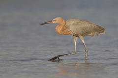 Reddish Egret foraging in a Florida tidal pool royalty free stock images Reddish Egret foraging in a Florida tidal pool royalty free stock images