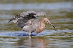 Reddish Egret using its wings to form a canopy as it stalks a fish - Fort De Soto Park, Florida stock image Reddish Egret using its wings to form a canopy as it stalks a fish - Fort De Soto Park, Florida stock image