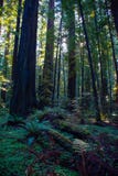 Redfwood Forest stock photo Redfwood Forest stock photo