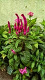 redhead royaltyfri bild redhead royaltyfri bild